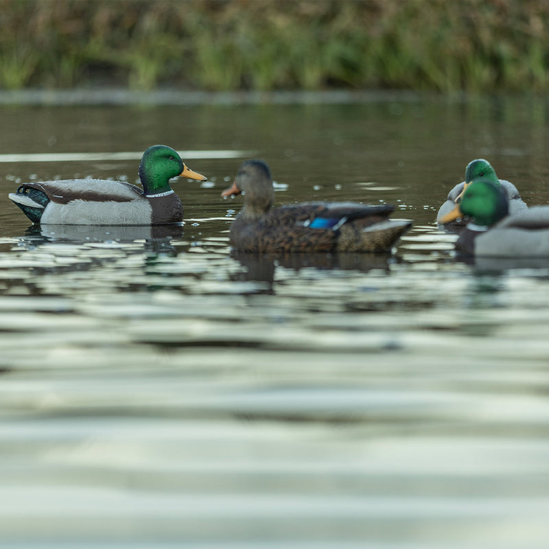 Avian-X - Topflight Mallards Open Water Pack - 6 Floating Duck Decoys