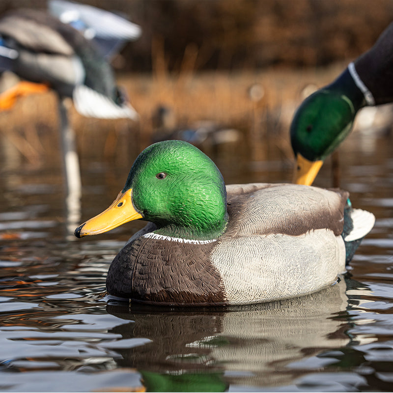 Avian-X - Topflight Mallards Open Water Pack - 6 Floating Duck Decoys