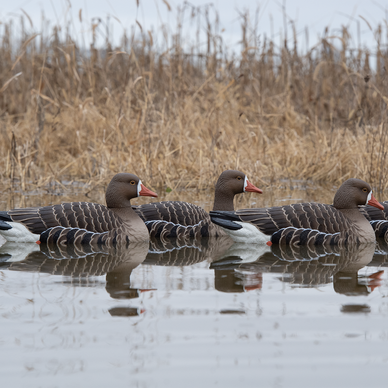 Avian-X - Topflight Specklebelly 4 Floating Decoys