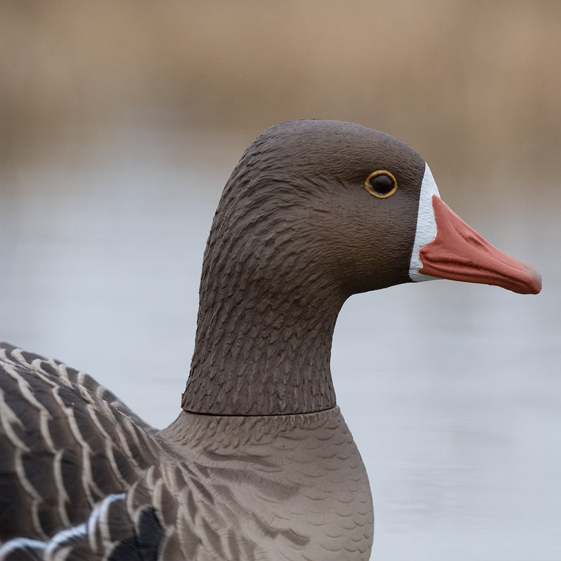 Avian-X - Topflight Specklebelly 4 Floating Decoys