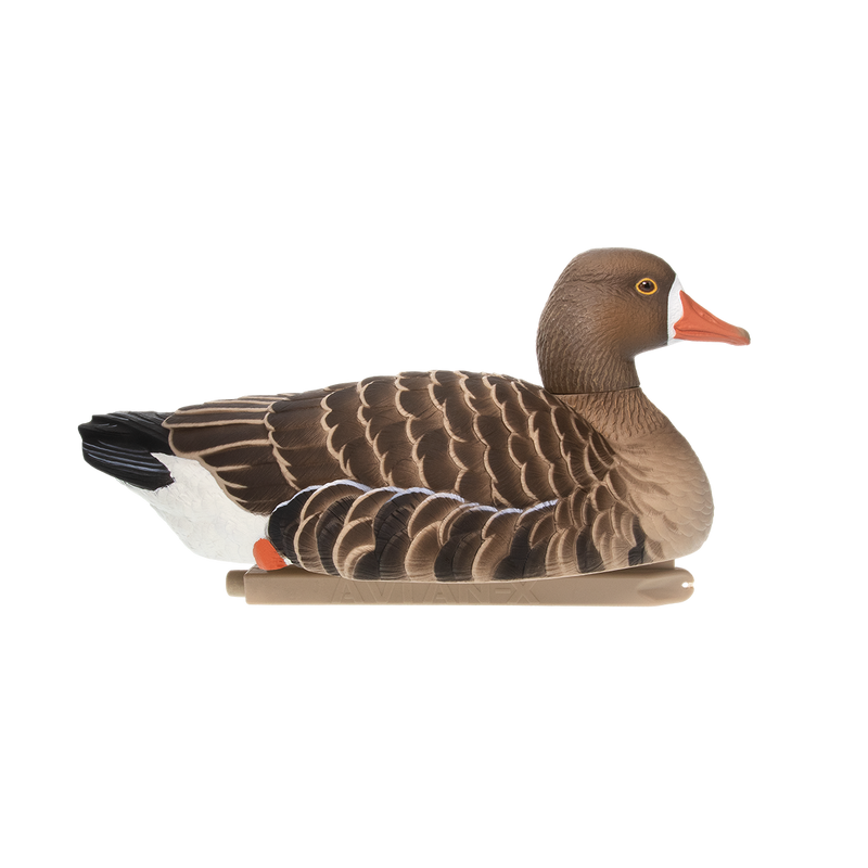 Avian-X - Topflight Specklebelly 4 Floating Decoys