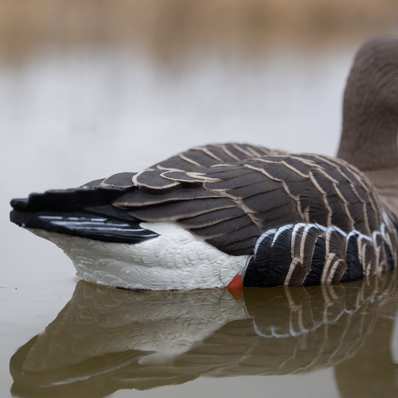 Avian-X - Topflight Specklebelly 4 Floating Decoys