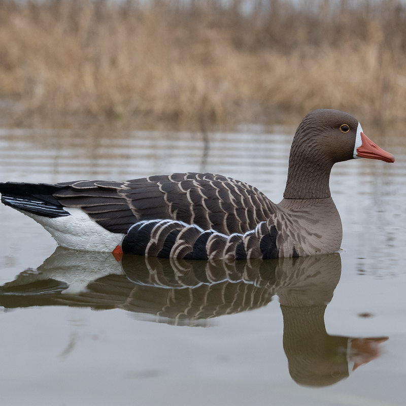 Avian-X - Topflight Specklebelly 4 Floating Decoys