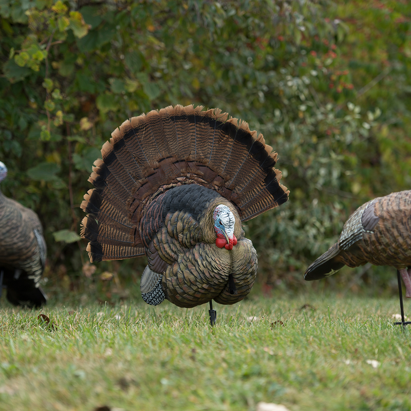 Avian-X - Trophy Tom Wall Display Turkey Decoy