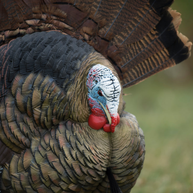 Avian-X - Trophy Tom Wall Display Turkey Decoy