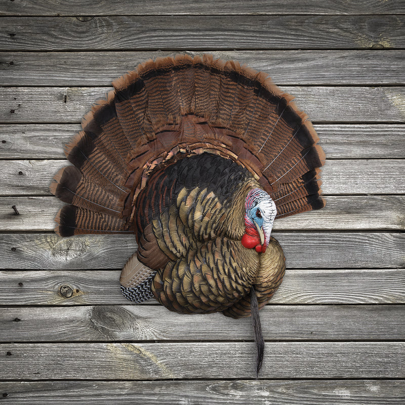 Avian-X - Trophy Tom Wall Display Turkey Decoy