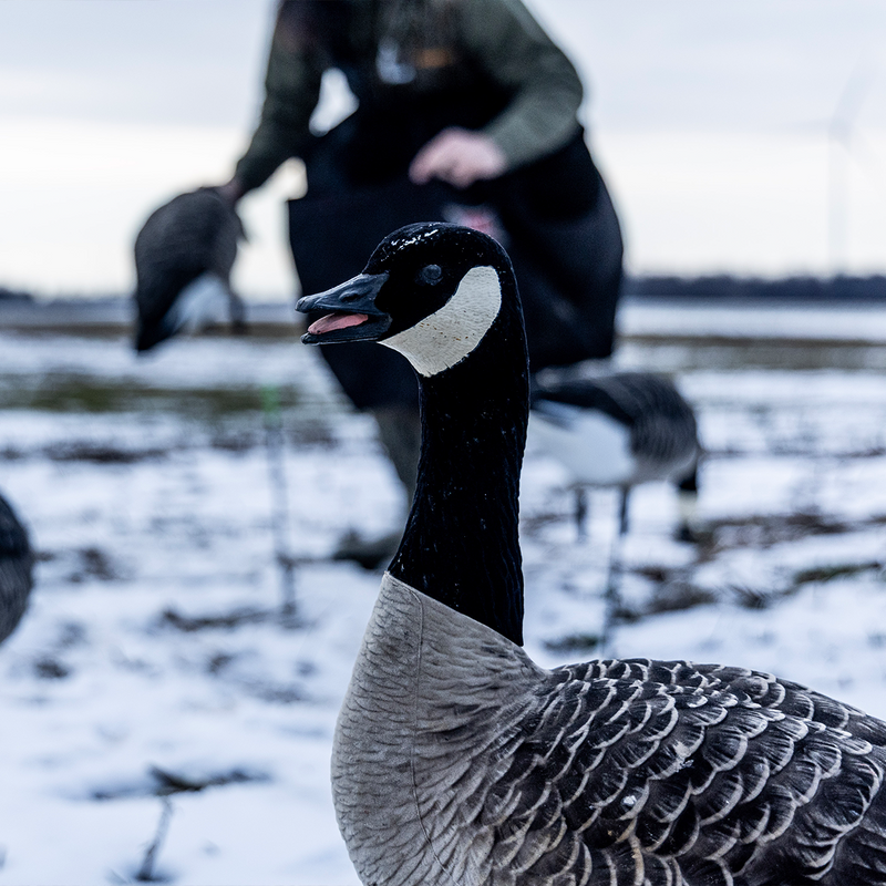 Avian-X - AXF Lessers Outfitter Pack 12 Decoys with Bag
